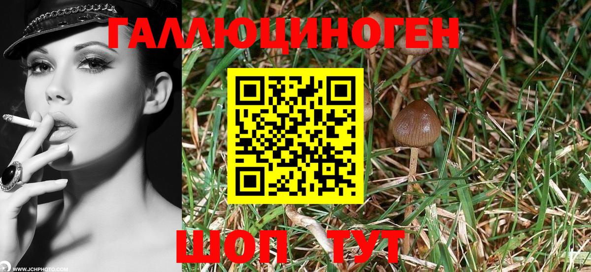 Псилоцибиновые грибы Psilocybine cubensis Кириши